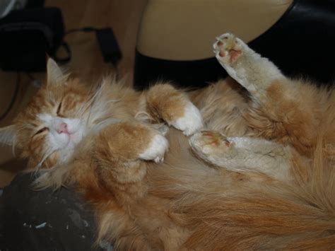Big Ginger Norwegian Forest Cat Trying To Get To Sleep