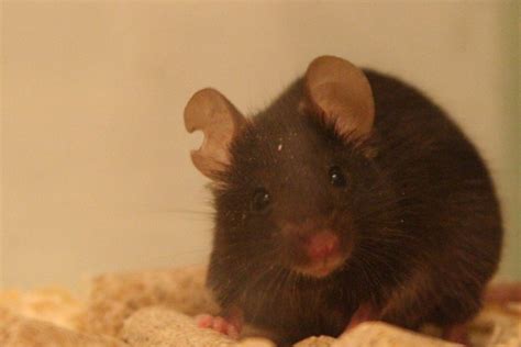Black Mice Dataset Science Of Intelligence