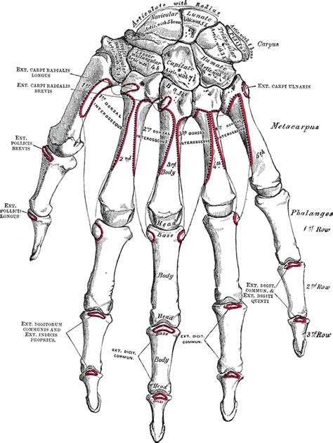 Hand Skeletal Anatomy