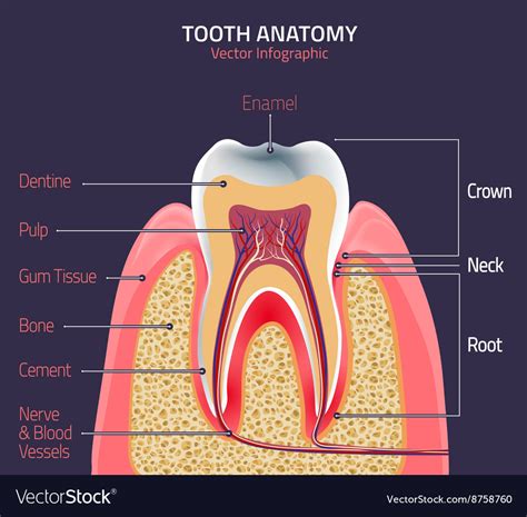 Teeth Anatomy Royalty Free Vector Image Vectorstock