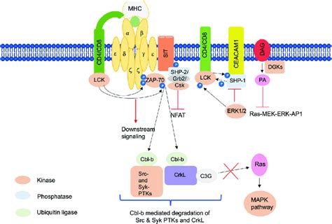 Negative Regulation Of T Cell Signaling The Figure Depicts Various