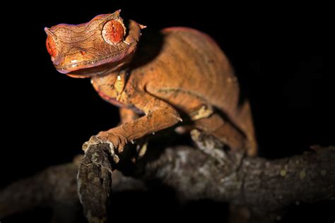 This Is The Satanic Leaf Tailed Gecko The Satanic Leaf Tailed Gecko