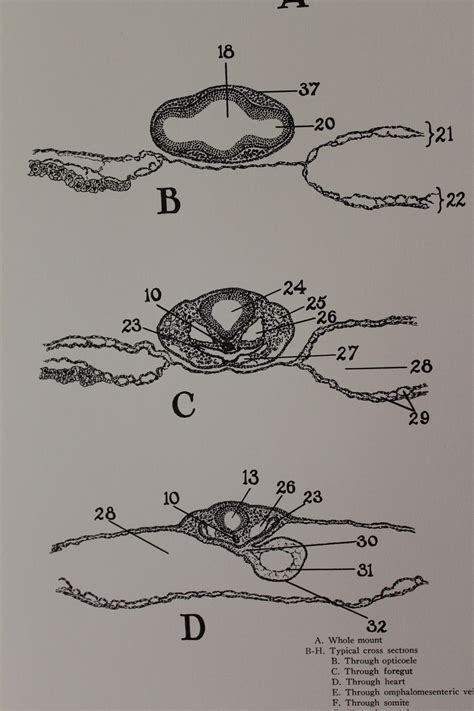 Vintage 33 Hour Chick Embryo Development Classroom Chart From Turtox Etsy