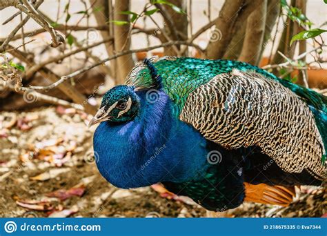 Beautiful Male Peafowl Referred To As Peacock In Parkblue Indian Peacockpavo Cristatus With