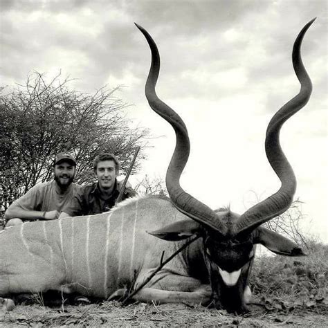 Petersens Bowhunting On Twitter The Greater Kudu Is One Of The