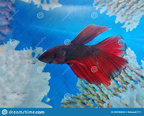 Siamese Fighting Fish In Aquarium Stock Image Image Of Biology