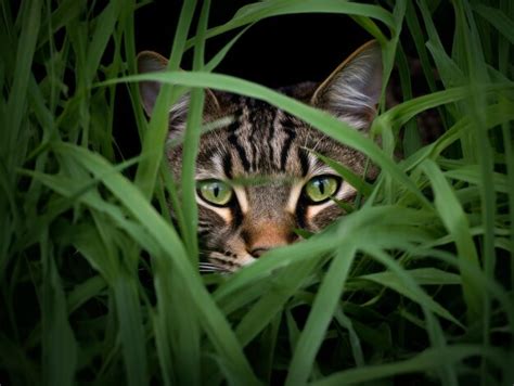 Premium Ai Image Stealthy Cat Stalking With Its Eyes Fixed On Prey