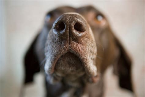 Nose Cancer In Dogs Nasal Adenocarcinoma Petmd