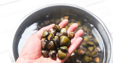 Freshwater Clam For Aquarium 4 Important Things You Need To Know If