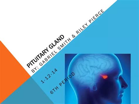 Ppt Pituitary Gland Powerpoint Presentation Free Download Id2616831