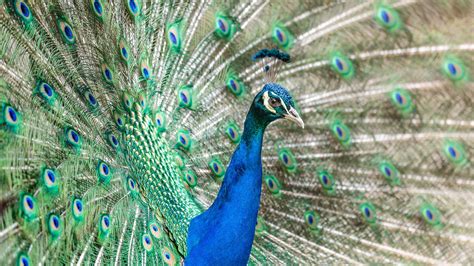 Beautiful Peacock Bird 5K Images | HD Wallpapers