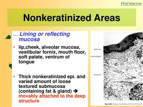 Ppt Oral Mucosa Powerpoint Presentation Id482082