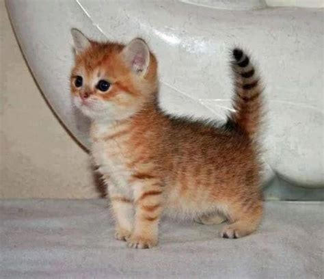 Smallest Cat In The World Kittens Cutest Baby Animals Cute Cats