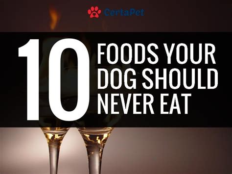 10 Foods Your Dog Should Never Eat