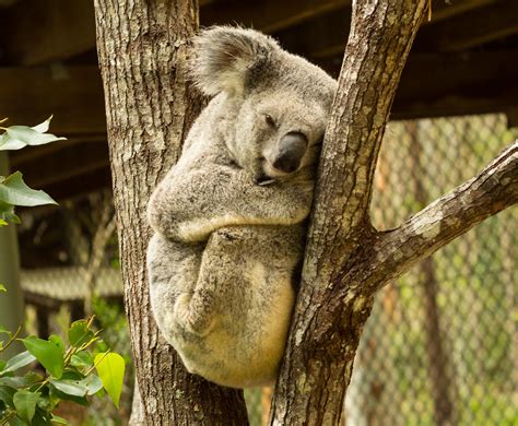 Koala 7 Koala Roo Flickr