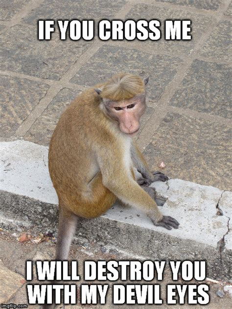 Monkey Meme Photo