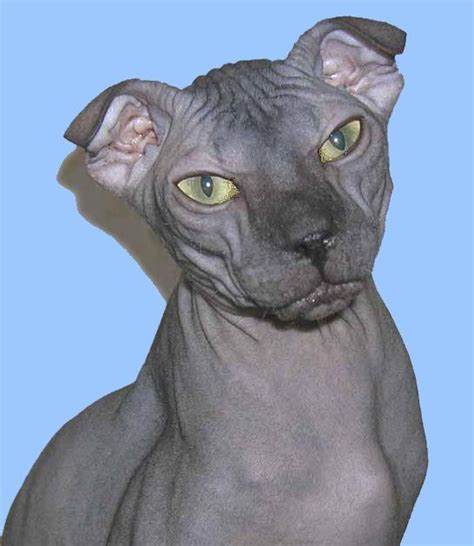 A Hairless Cat With Yellow Eyes Looking At The Camera