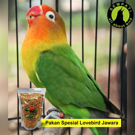 Review pakan gold coin perkutut (untuk pakan lovebird). Pakan Lovebird Fighter Goldcoin / Jual pakan lovebird khusus lomba - Kota Bekasi - permai ...