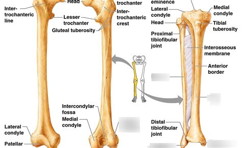 They allow you to move and provide support for your upper body. Diagram Of Leg Bones / Bones Of The Lower Limb Anatomy And ...