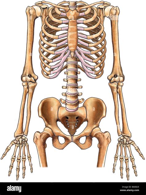 This Stock Medical Image Features The Normal Anterior Skeletal Anatomy