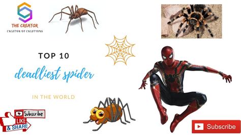 Top 10 Deadliest Spiders In The World The Creator Diy Pest Control