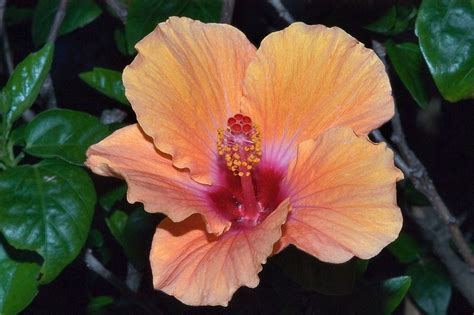 Yellow Hibiscus Flower Pink Flower Wallpapers