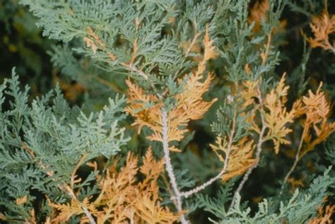 Why Are My Evergreen Trees Turning Brown 2024 Guide Growing Magazine