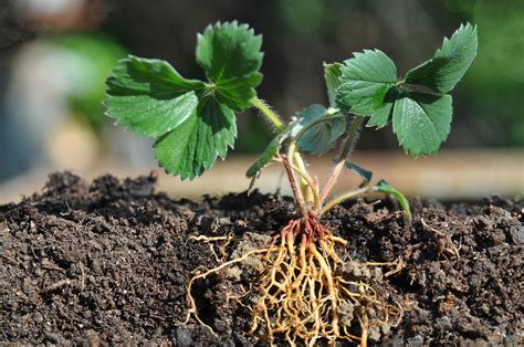 How To Grow Strawberries From Seed Or Bare Roots Food Gardening Network