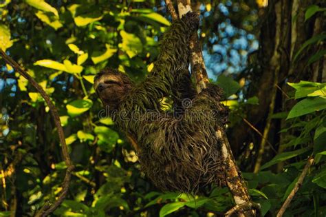 Sloth Bear In A Branch Stock Image Image Of Baby Central 185206607