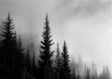 Pine Forest On Mountain Monotone Poster In 2022 Black Aesthetic