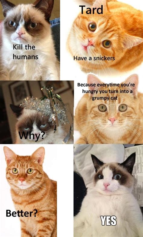 Savage Funny Animal Memes Grumpy Cat Memes