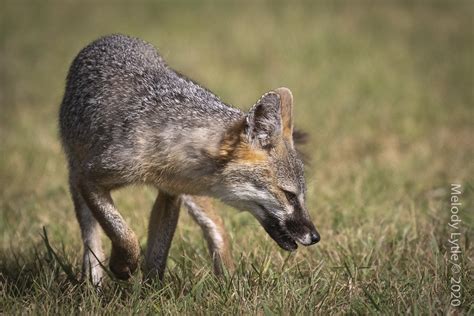 Gray Fox Nursing Female Urocyon Cinereoargenteus Theile Flickr