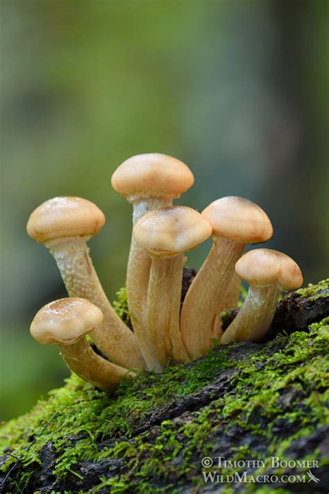 Honey Mushroom Armillaria Mellea Fungus Pictures Wild Macro Stock