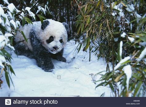 Giant Panda Cub In The Bamboo Bush Covered With Snow Wolong Panda