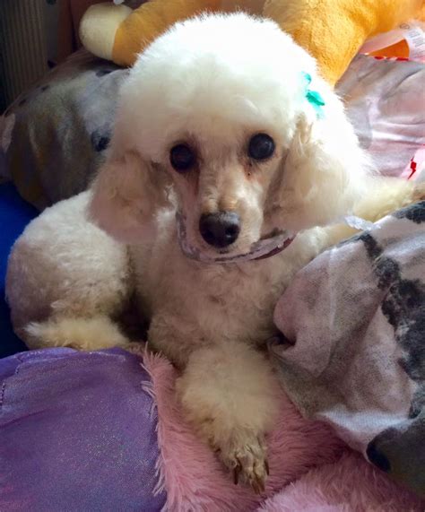Lilly 8 Year Old Female Toy Poodle Available For Adoption