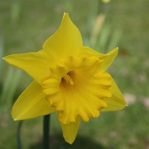 Daffodil Narcissus Dutch Master Davenport Garden Centre