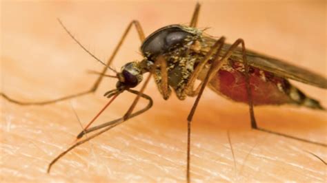 This Florida City Has Been Ranked The Most Mosquito Infested Cities In