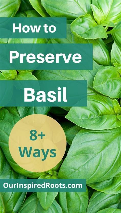 How To Preserve Basil 8 Methods To Try This Summer In 2020