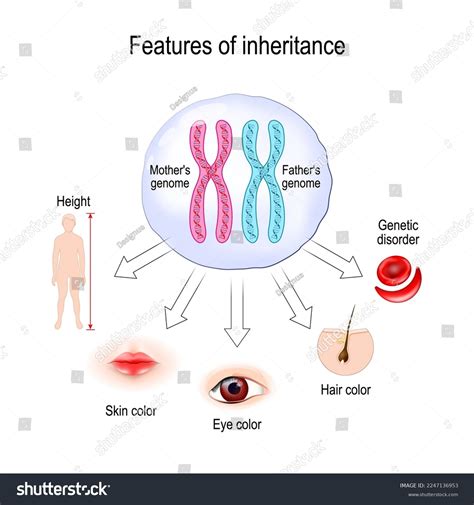 Features Inheritance Chromosome Theory Inheritance Cell Stock Vector