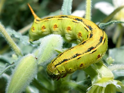 Super Animal Caterpillar