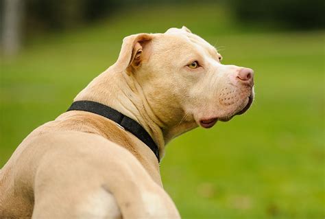 How To Unlock A Pitbulls Jaw Now Lets Get To Know More About A Pit