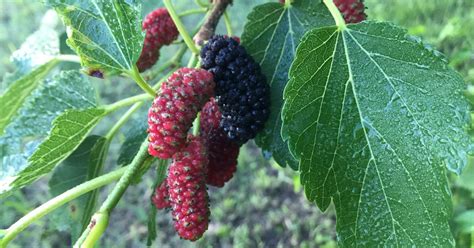 Trees That Attract Tons Of Wildlife To Your Yard - The Garden Magazine