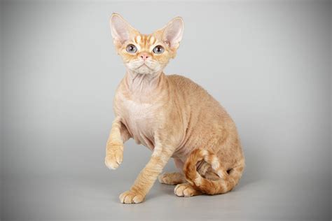 Devon Rex Cat Breed Information And Advice Your Cat