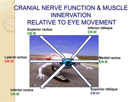 Cranial Nerve Assessmentsimple And Easy To Perform For Medics And
