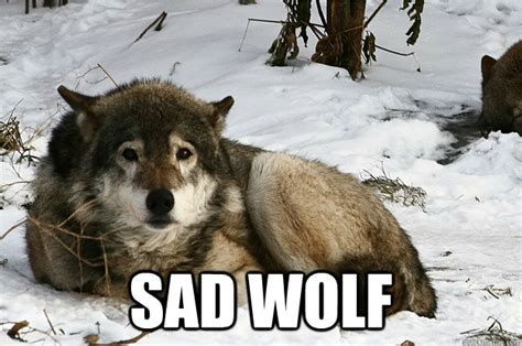Everyone Thinks Im Insane Sad Wolf Quickmeme