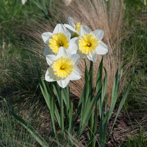 Narcis Ice Follies Narcissus L Narcisy Cibule Pěstování