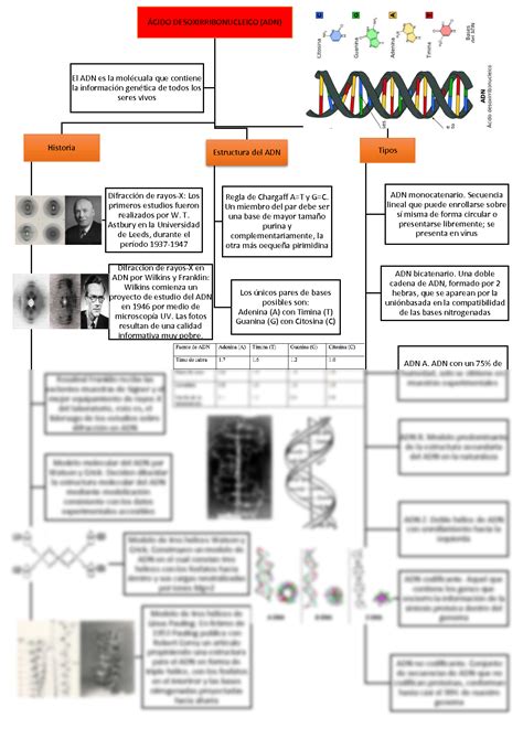 Solution Mapa Conceptual Del Adn Y Arn Studypool