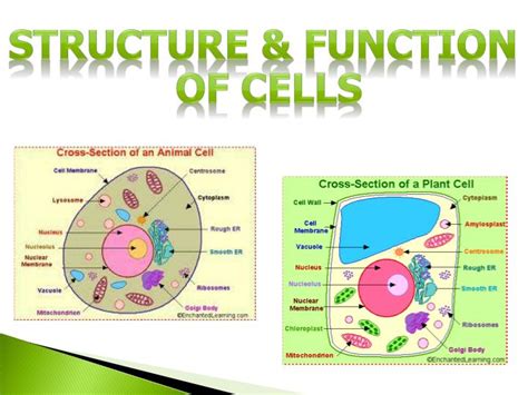 Ppt Structure And Function Of Cells Powerpoint Presentation Id1864121