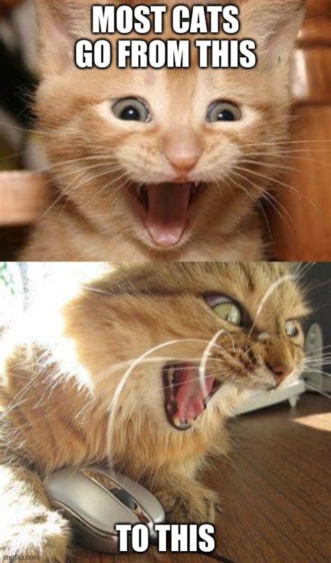 Angry Angry Cat Meme Blank Gif