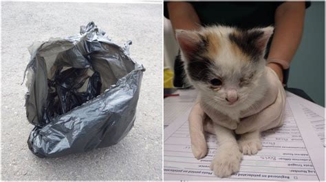 Kittens Were Abandoned In Garbage Bag — Then Things Got Even Worse Youtube